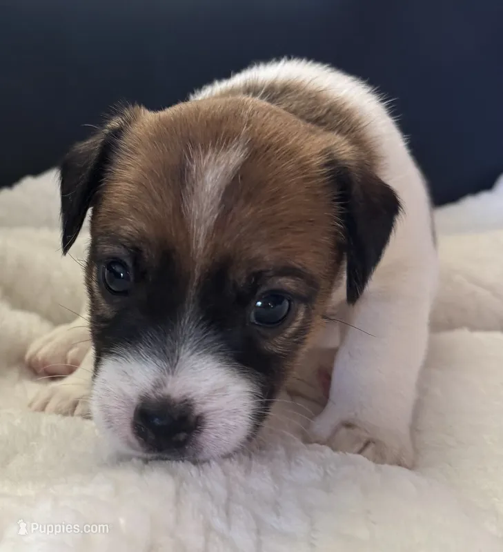 Otto – Jack Russell Terrier puppy for sale in Farmington, MO