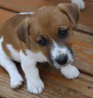 Edgar Allen, a male Jack Russell Terrier for sale in Farmington, MO – 5 of 6