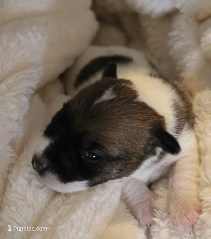 Princess Diana  – Jack Russell Terrier puppy for sale in Farmington, MO