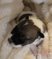 Princess Diana , a male Jack Russell Terrier for sale in Farmington, MO – 1 of 4