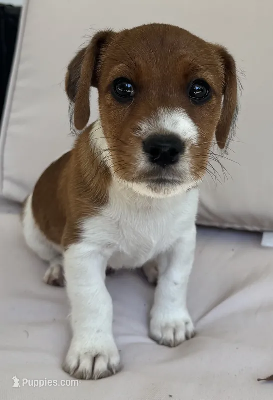Sir Francis – Jack Russell Terrier puppy for sale in Farmington, MO