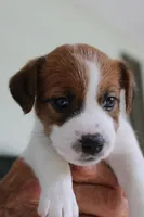 Princess Baya , a female Jack Russell Terrier for sale in Farmington, MO – 4 of 8