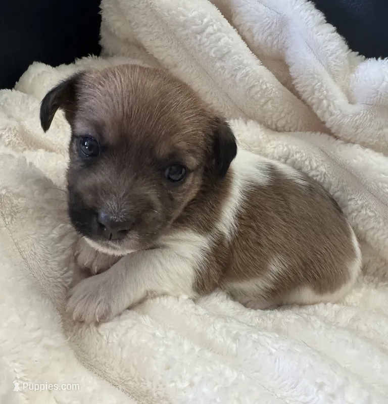 Bonnie – Jack Russell Terrier puppy for sale in Farmington, MO