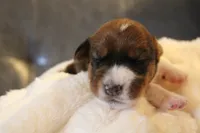 Sir Francis, a male Jack Russell Terrier for sale in Farmington, MO – 3 of 4