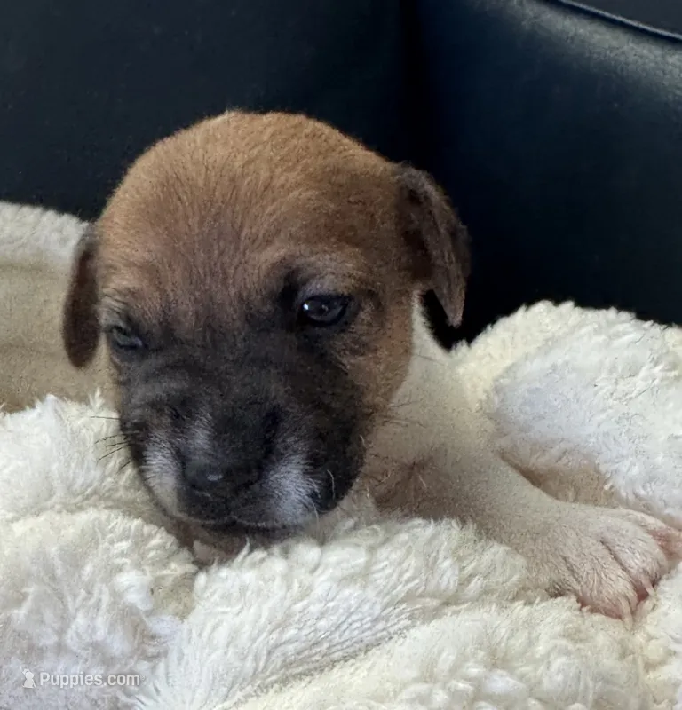Clyde – Jack Russell Terrier puppy for sale in Farmington, MO