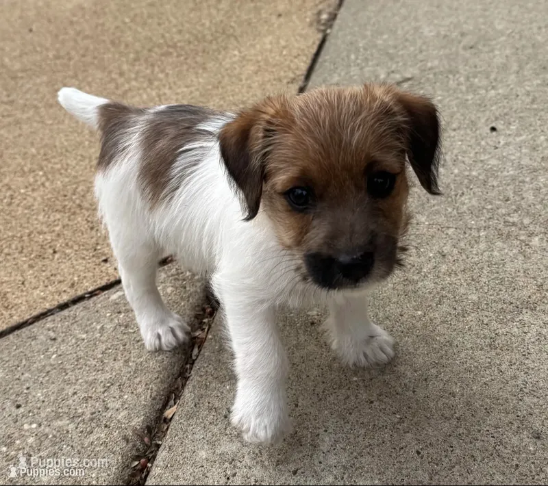 Lenore – Jack Russell Terrier puppy for sale in Farmington, MO