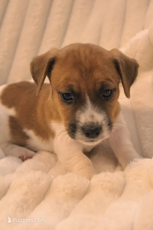 Edgar Allen – Jack Russell Terrier puppy for sale in Farmington, MO