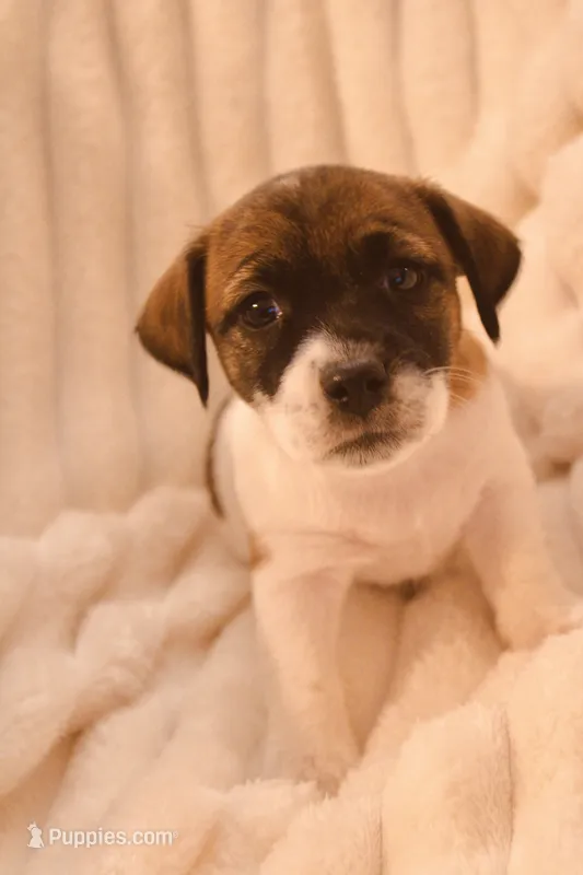 Princess Diana  – Jack Russell Terrier puppy for sale in Farmington, MO