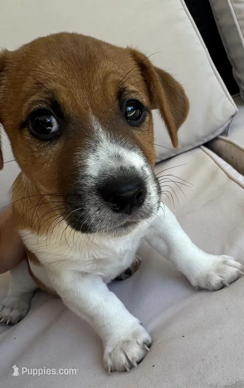 Edgar Allen – Jack Russell Terrier puppy for sale in Farmington, MO