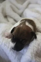 Lucy, a female Jack Russell Terrier for sale in Farmington, MO – 4 of 4