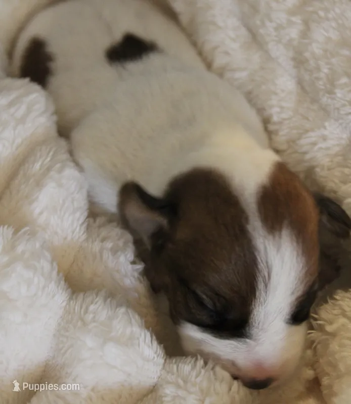 Princess Baya  – Jack Russell Terrier puppy for sale in Farmington, MO