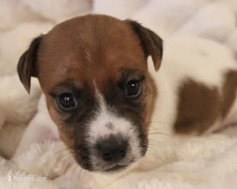 Edgar Allen – Jack Russell Terrier puppy for sale in Farmington, MO