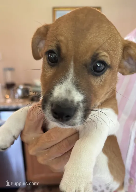 Edgar Allen – Jack Russell Terrier puppy for sale in Farmington, MO