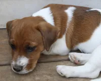Sir Francis, a male Jack Russell Terrier for sale in Farmington, MO – 3 of 5
