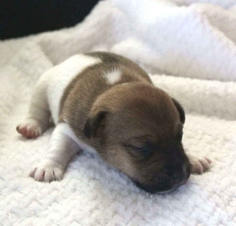 Lewis  – Jack Russell Terrier puppy for sale in Farmington, MO