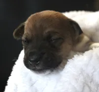 Lewis , a male Jack Russell Terrier for sale in Farmington, MO – 2 of 4