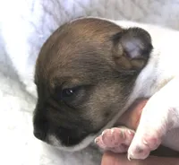 Clyde, a male Jack Russell Terrier for sale in Farmington, MO – 3 of 5