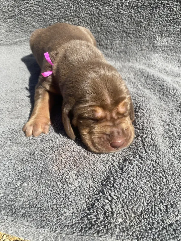 Pink Female – Bloodhound puppy for sale in Dodgeville, WI