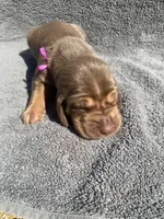 Pink Female, a female Bloodhound for sale in Dodgeville, WI – 1 of 2