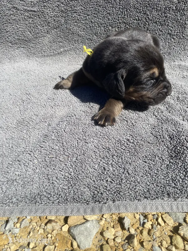 Yellow Female – Bloodhound puppy for sale in Dodgeville, WI