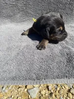 Yellow Female, a female Bloodhound for sale in Dodgeville, WI – 1 of 3