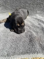 Yellow Female, a female Bloodhound for sale in Dodgeville, WI – 2 of 3