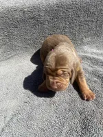 Pink Female, a female Bloodhound for sale in Dodgeville, WI – 2 of 2