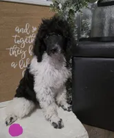 Sadie, a female Poodle - Standard  for sale in Prim, AR – 1 of 1