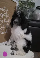 Jenny, a female Poodle - Standard  for sale in Prim, AR – 1 of 1
