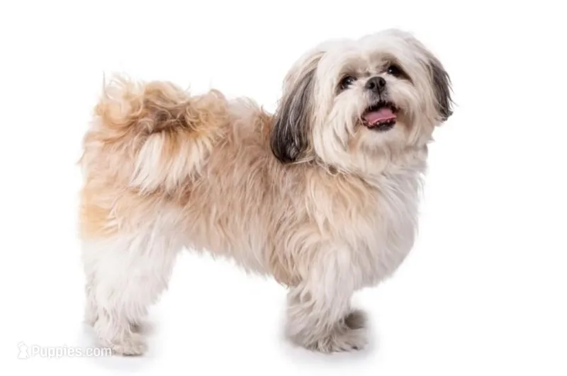Shih Tzu – Shih Tzu puppy for sale in Wood Village, OR