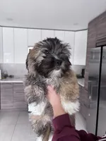 Code , a male Maltipoo for sale in Richboro, PA – Photo 7 of 10