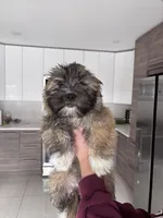 Code , a male Maltipoo for sale in Richboro, PA – Photo 6 of 10