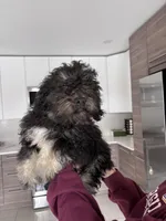 Code , a male Maltipoo for sale in Richboro, PA – Photo 5 of 10