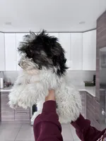 Code , a male Maltipoo for sale in Richboro, PA – Photo 3 of 10