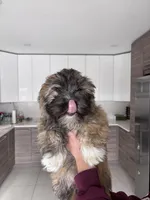 Code , a male Maltipoo for sale in Richboro, PA – Photo 2 of 10