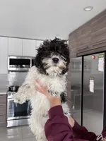 Code , a male Maltipoo for sale in Richboro, PA – Photo 1 of 10