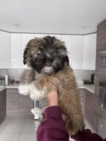 Code , a male Maltipoo for sale in Richboro, PA – Photo 8 of 10