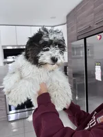 Code , a male Maltipoo for sale in Richboro, PA – Photo 4 of 10