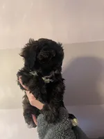 Code , a male Maltipoo for sale in Richboro, PA – Photo 10 of 10