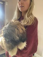 Teddy , a male Maltipoo and Maltipom for sale in Richboro, PA – Photo 2 of 4