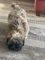 Teddy , a male Maltipoo and Maltipom for sale in Richboro, PA – Photo 3 of 4