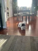 Belin, a female Maltipoo for sale in Richboro, PA – Photo 4 of 10