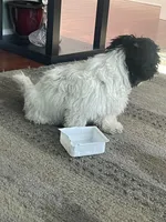 Belin, a female Maltipoo for sale in Richboro, PA – Photo 8 of 10