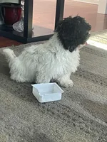 Belin, a female Maltipoo for sale in Richboro, PA – Photo 7 of 10