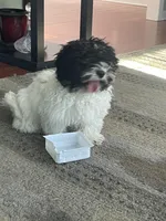 Belin, a female Maltipoo for sale in Richboro, PA – Photo 6 of 10