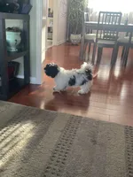 Belin, a female Maltipoo for sale in Richboro, PA – Photo 3 of 10