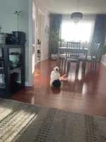 Belin, a female Maltipoo for sale in Richboro, PA – Photo 5 of 10