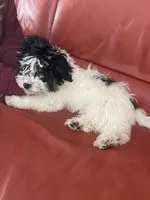 Belin, a female Maltipoo for sale in Richboro, PA – Photo 1 of 10