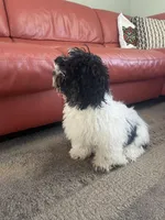 Belin, a female Maltipoo for sale in Richboro, PA – Photo 9 of 10