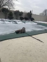 Maks, a male Maltipoo for sale in Richboro, PA – Photo 2 of 4